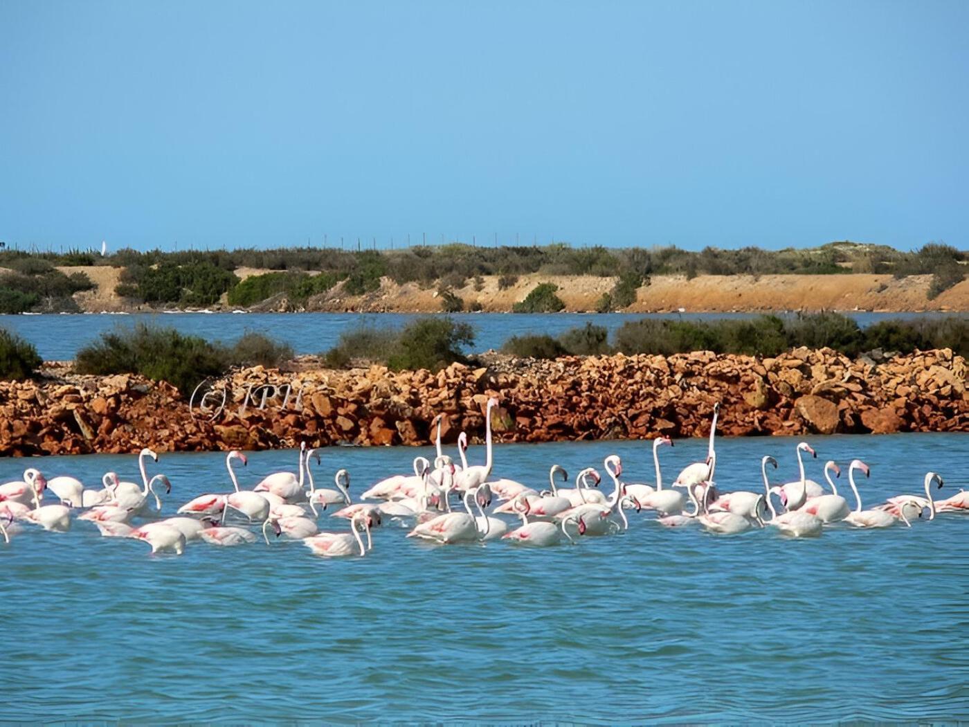 Flamingo Vila Alicante San Pedro del Pinatar Ngoại thất bức ảnh