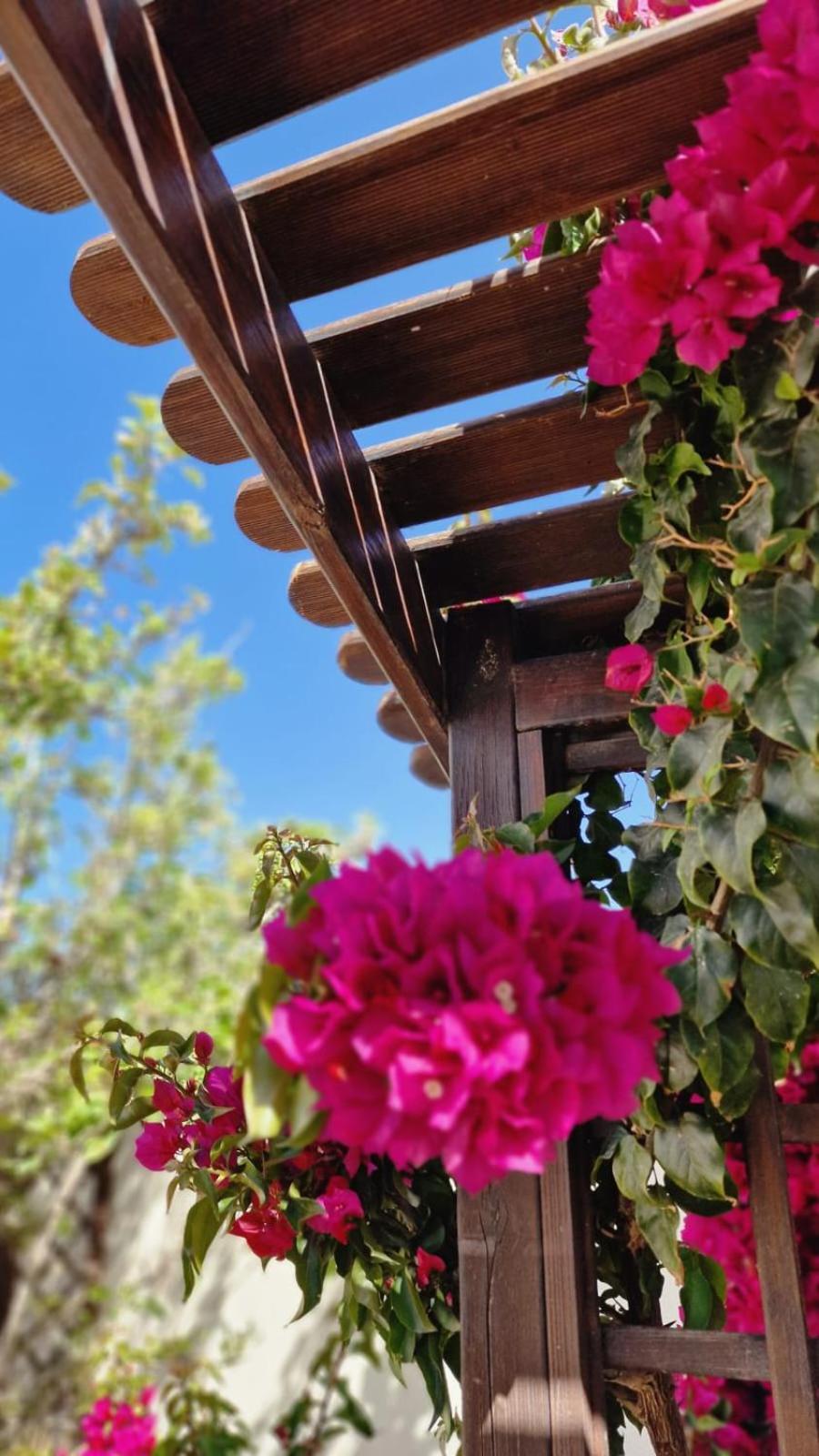 Flamingo Vila Alicante San Pedro del Pinatar Ngoại thất bức ảnh
