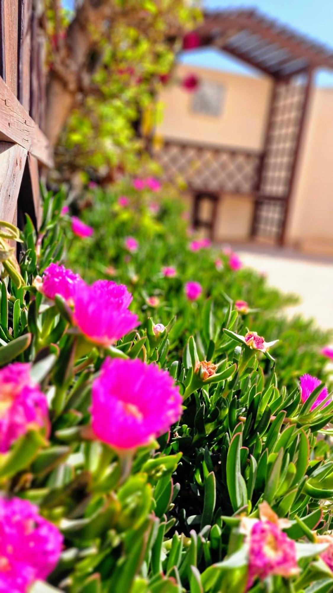 Flamingo Vila Alicante San Pedro del Pinatar Ngoại thất bức ảnh